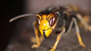 Abeilles Un Appat Radical Contre Le Frelon Asiatique Avec Images Frelon Asiatique Frelon Nid Frelon Asiatique