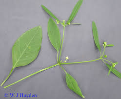 Image result for Euphorbia graminea