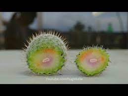 This is the story about how i saved my rotting cactus and it's a guide on how you can save yours, too! Save Cactus From Rot Rotting Cactus At Bottom Of Mammillaria Youtube