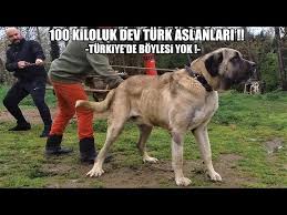 100 Kiloluk Dev Turk Aslani Turkiye De Boylesi Yok Giant Dog Kangal Malakli Anadolucobankopegi Youtube