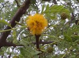 Image result for Acacia eriocarpa