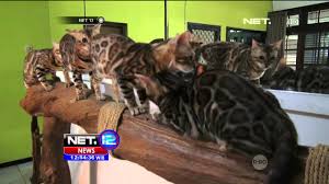 Untuk menghindari anak kucing yang sakit, ikuti pedoman berikut saat menangani dan mencoba menentukan jenis kelaminnya: Kucing Bengal Memiliki Bulu Bermotif Macam Tutul Net12 Youtube