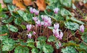 So Giessen Sie Alpenveilchen Richtig Alpenveilchen Knollenpflanzen Blumenbeet