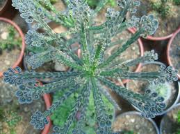 Image result for Bryophyllum tubiflorum