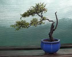 Chinese bird plum flowering indoor bonsai tree. Chinese Sweet Plum Chinese Bird Plum Hedge Sageretia Pauper S Tea Mock Buckthorn Sageretia Theezans Bonsais Plantas