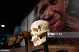 871 Neanderthal Photos and Premium High Res Pictures - Getty Images