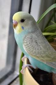 Male Budgie Baby Isane Viirpapagoi Tibu Colorfulbirds Wellensittich Sittich Susse Tiere
