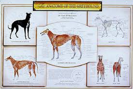 Anatomy Of A Greyhound Mentone