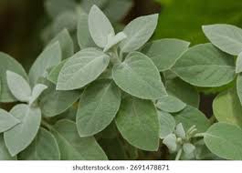 Image result for Barleria albostellata