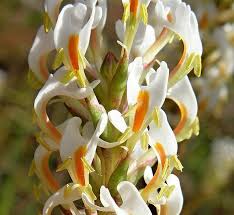 Image result for Hebenstretia dentata