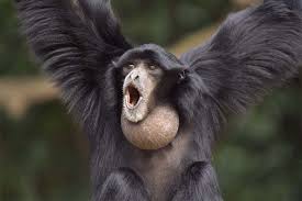 Yakinlah untuk berkembang sebagai seseorang di tahun ini. Siamang Owa Besar Sumatera Yang Terlupakan Oleh Dunia Mongabay Co Id