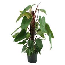 Image result for Filodendron Philodendron