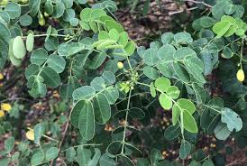 Image result for Senna bicapsularis