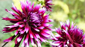 Deep pink blooms fade to white tips. Shutterstock