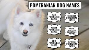 Dog names inspired by a disney movie are an adorable choice for your new canine friend. 110 Best Pomeranian Dog Names With Meanings Petmoo