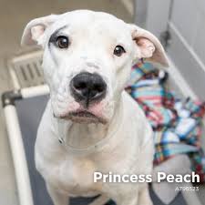 Arizona Humane Society added a...