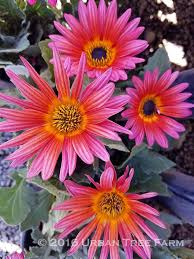 Image result for Arctotis