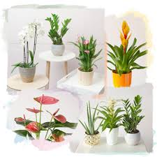 We did not find results for: Plant Lover S Choice Plant Lover S Choice Plants From Bunches