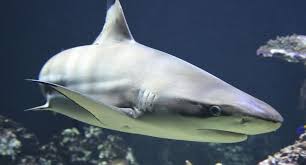 We did not find results for: 16 Difference Between Bony Fish And Cartilaginous Fish With Examples Viva Differences