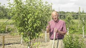 Two varieties are required for successful pollination; Getting Your Apple Tree To Bear Fruit Youtube