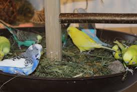 Ein wellensittich kann im traum oft ein hinweis auf eine tief empfundene einsamkeit sein. Wellensittich Haltung U Unterbringung Das Vogelzimmer