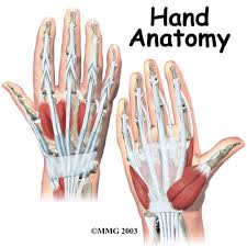 Image result for Normal Anatomic Position of the Hand and Wrist