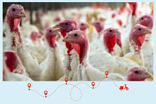 Thanksgiving Day Tour with Strasburg Scooter Tours