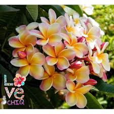 Maybe you would like to learn more about one of these? Buy Plumeria Frangipani Bunga Kemboja Keratan Random Color Free Gift Seetracker Malaysia