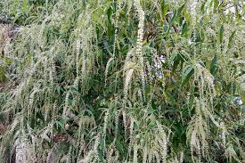 Image result for Aloysia