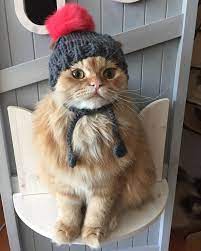 How About Knitting A Hat For Your Cat Cats Cute Animals Kittens