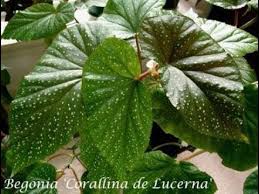 Plant database entry for begonia 'linda dawn' with 2 images and 10 data details. Staking Up My Begonia Lucerna Happy Fathers Day Youtube
