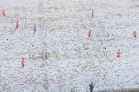 Sivasspor kulübü resmi facebook sayfası the official facebook page of sivasspor club. Viewers Shocked As Turkish Side Sivasspor Wear White For Snowy Istanbul Basaksehir Game Leaving Fans Unable To See Stars