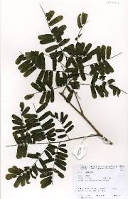 Image result for Entada chrysostachys