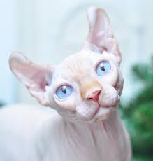 Kedi Tur Ve Irklari Kedi Irklarinin Karakteristik Ozellikleri