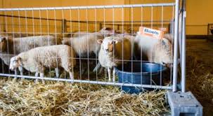 Le sif a transforme le rite musulman de l'aïd al adha (ou aïd el kebir, ou qurbani) en actions humanitaires pérenne en offrant du soutien alimentaire (moutons) et en soutenant économiquement les activités des producteurs locaux afin de leur donner les moyens de subvenir à leurs besoins alimentaires grâce à la mise en place d'une véritable économie solidaire entre le producteur et. Aid El Kebir Aucun Abattoir Temporaire Ne Sera Prevu En Region Bruxelloise Bx1