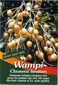 Image result for Clausena lansium