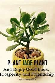 Plant Jade Plant And Enjoy Good Luck Prosperity And Friendship Jade Plants Jade Plant Care Plants