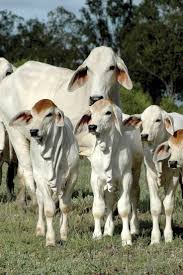 Pure farming tipsis video mien main apko brahman. Gentle Brahmans They Have A Gentler Temperament Then Their Cousins The Brahman Grey In Color The Grey Brahman Are Crossed With B Animals Cute Cows Cow Calf