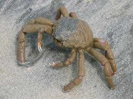 Ketam diternak di tempat paling panas di dunia. In The Name Of Allah Most Gracious Most Merciful Ketam Batu Dan Ketam Nipah Mana Haram Dimakan