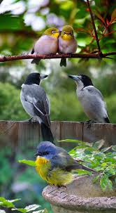 Pin By Paula Pereira On Birds Beautiful Birds Pretty Birds Pet Birds