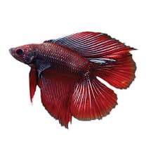The simple definition is seeing the reflection in a puddle. Twintail Halfmoon Male Betta Fish Fish Goldfish Betta More Petsmart