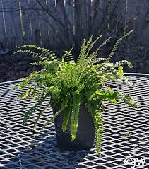 Image result for Asplenium simii