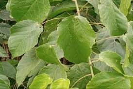 Image result for Alchornea occidentalis