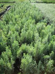 Image result for Polystachya tridentata