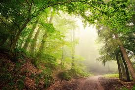 Tree care service for trimming, pruning, tree removal, storm damage, and stump grinding. Mr Tree Care We Care For Your Trees