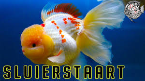 Aquarium plants would be the best choice of aquarium decor for goldfish, but unfortunately these fish are diggers. Sluierstaart Goudvis Kopen Aquarium Houden En Voeren Sluierstaarten En Goudvissen Zijn Ongetwijfeld De Meest Populaire Vissen D Goudvis Huisdier Huisdieren