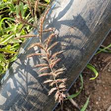 Image result for Dinebra