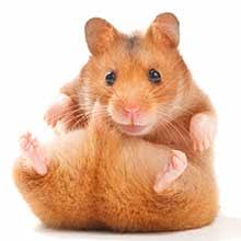How long do syrian hamsters live? How Long Do Hamsters Live A Complete Guide To Hamster Lifespan