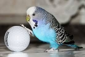 Normal Budgie Behaviour Budgie Behaviour Budgies Guide Omlet Uk In 2020 Parrot Pet Budgies Pet Birds