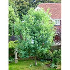 Image result for Acacia dealbata